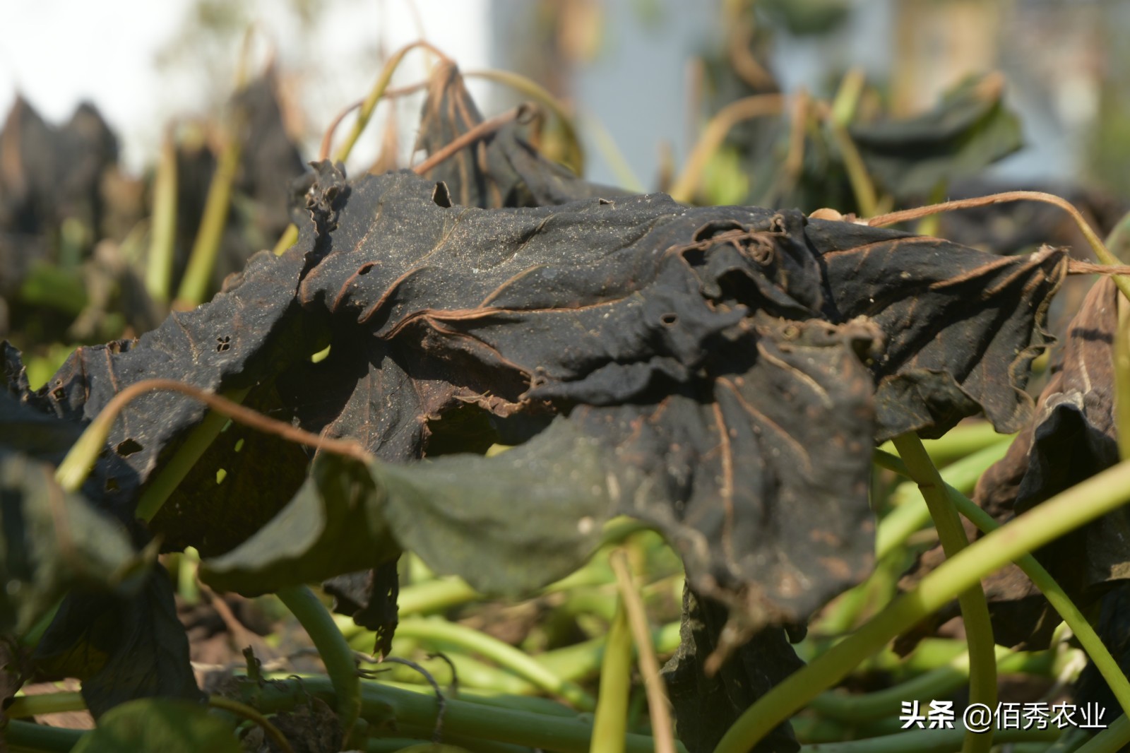 霜打过的菜为啥是甜的,霜打的蔬菜为什么会甜