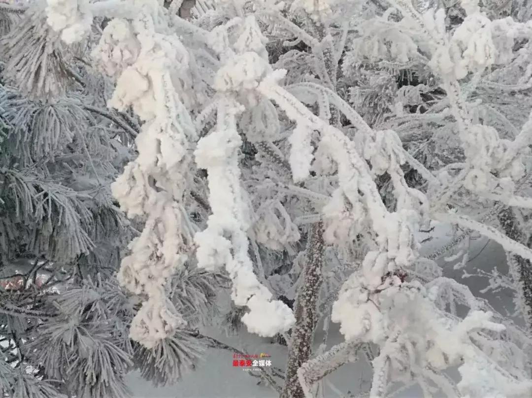 此刻泰山成了雪国，美到无言！高清美图来袭，“雪国的列车”即刻发车！