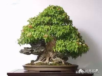 室内十大盆景名贵树种排名,十大盆景名贵树种排名火棘