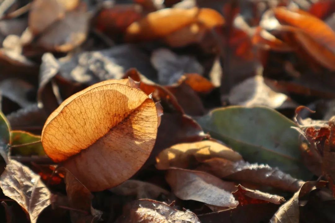 草木人间和燃冬,草木和人间