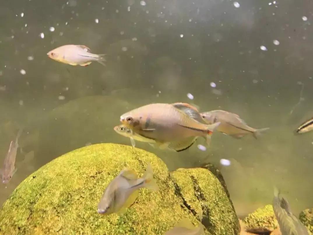 形似粑粑的食物,形似罗非鱼的鱼叫什么