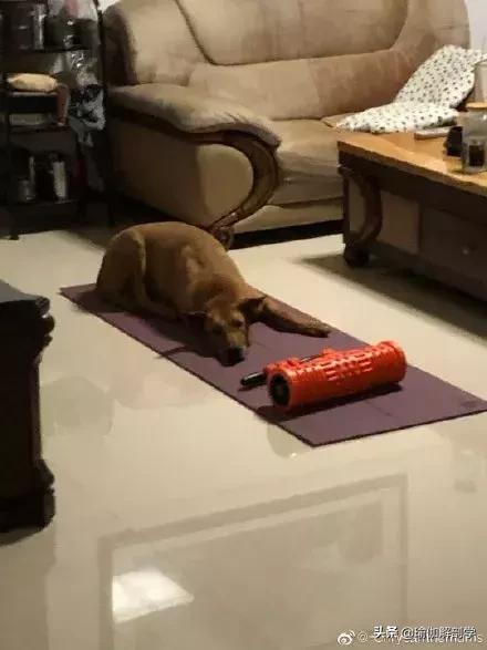 每个家里都有瑜伽垫,每个家庭都有个瑜伽垫