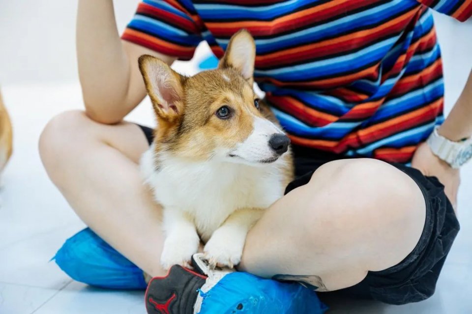 吸屁屁，短腿大耳肉嘟嘟，这家店进去就出不来了…