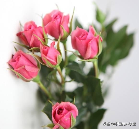 玫瑰花玫红色属于什么品种,最大冠幅玫瑰花是什么品种