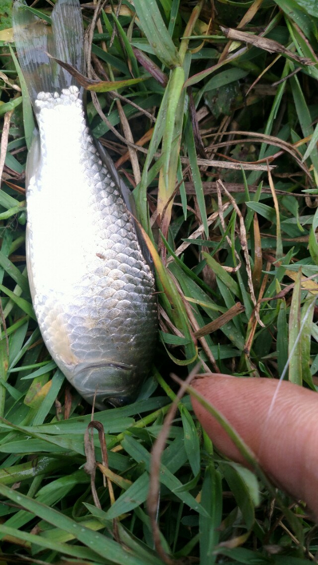 收费100一天的水库,离昆明市区最近的收费钓鱼水库