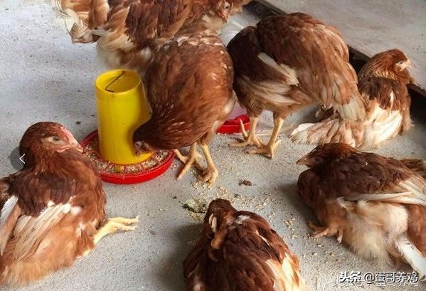 鸡滑液囊如何防治？中西药结合*管双**齐下，轻松解决鸡滑液囊！