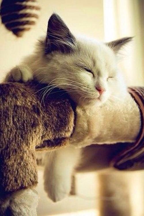 猫死了怎么处理好,猫死了怎么处理尸体