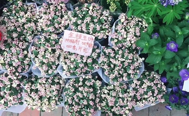 盆栽花发蔫什么原因,买回来的花很快就蔫的原因