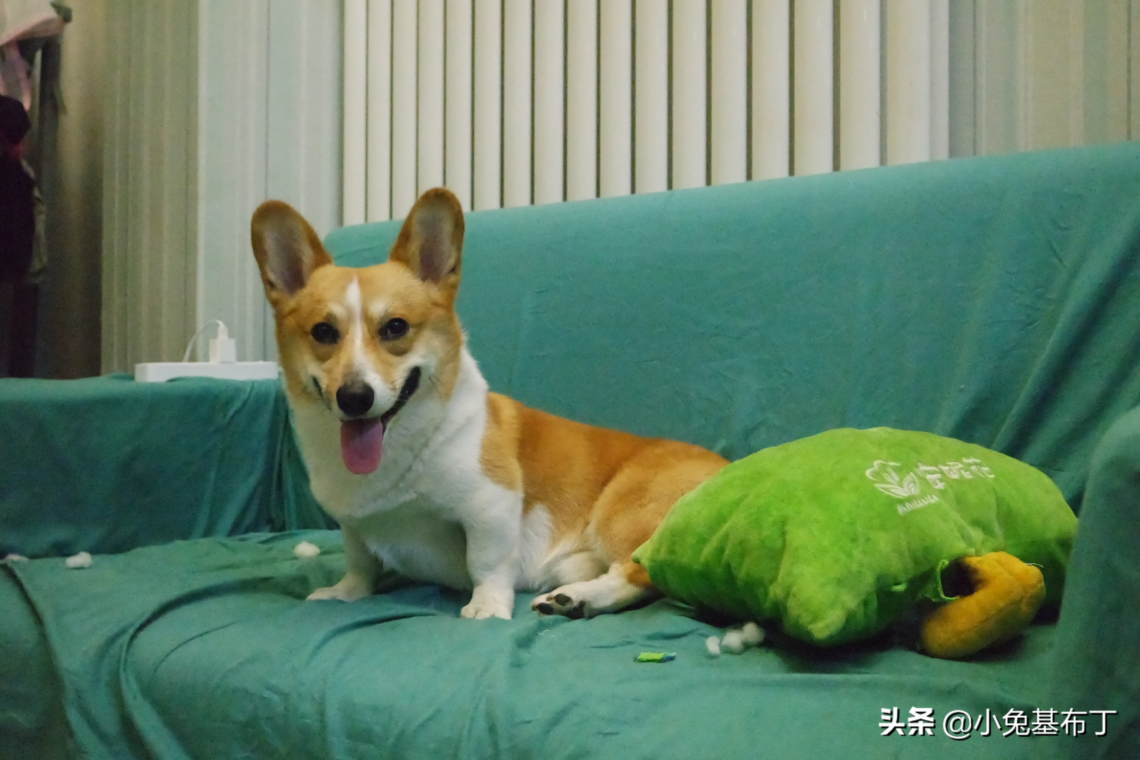 狗狗脚趾炎不让上药怎么办,狗狗脚趾炎的治疗方法