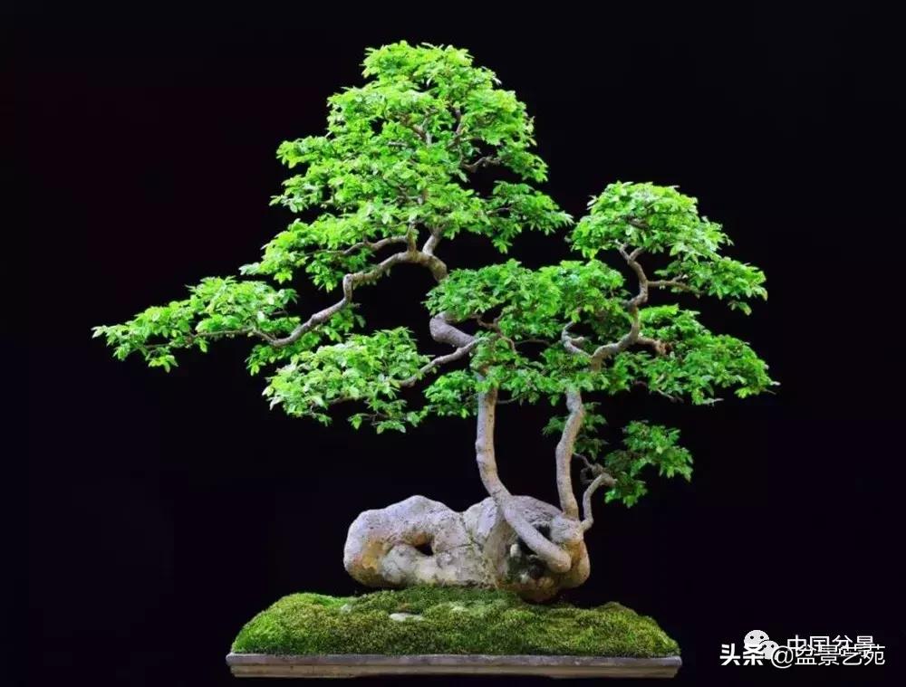 天生好养的36种盆景植物,什么植物盆景适合屋内养