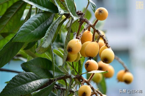 童年野果子,儿时的野果子总让人回味无穷
