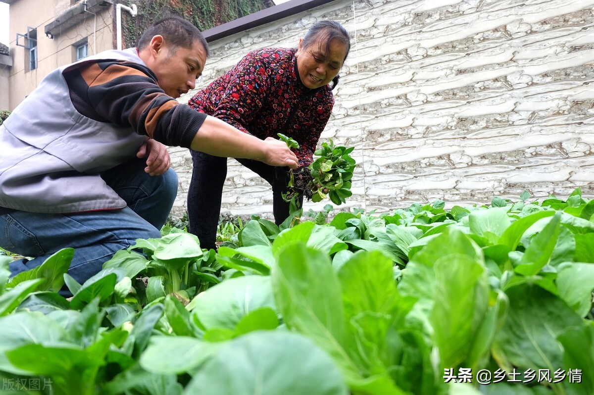 种蔬菜有虫子打什么药好,蔬菜不用农药治虫害小妙招