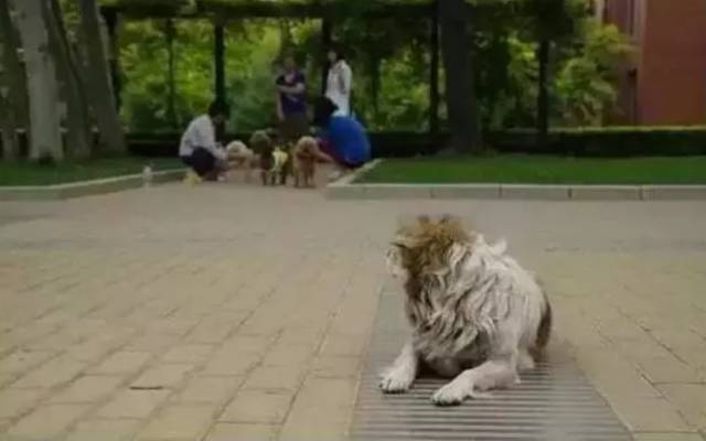 为什么总是提倡“领养代替购买”？