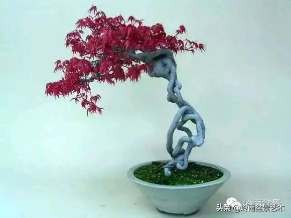 以根代杆下细上粗式盆景图片,十种适合吊着养的盆景