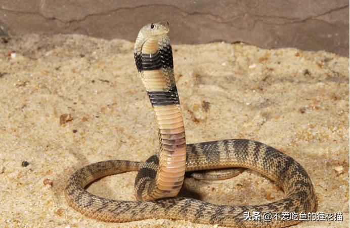 亚洲眼镜蛇的九个亚种,亚洲眼镜蛇分布区域