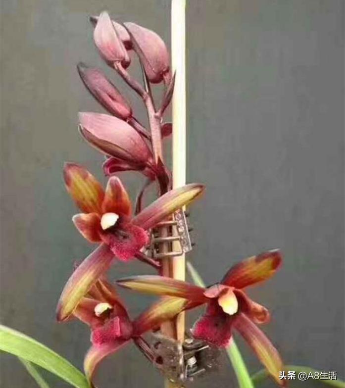 兰花蕙兰绝品传奇,每日一品茶叶