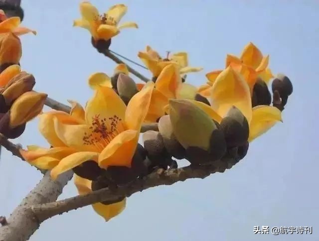 薄荷淡香原创诗歌（08060期）