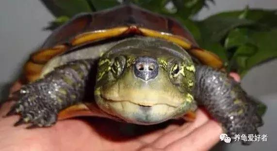 绿水养龟咬尾怎么办,大龟跟小龟怎么防止咬尾