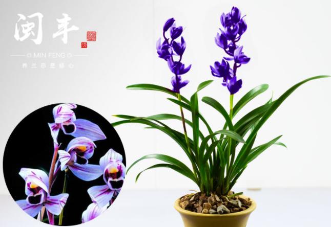 此兰花色确实罕见,香味浓郁的兰花品种有哪些