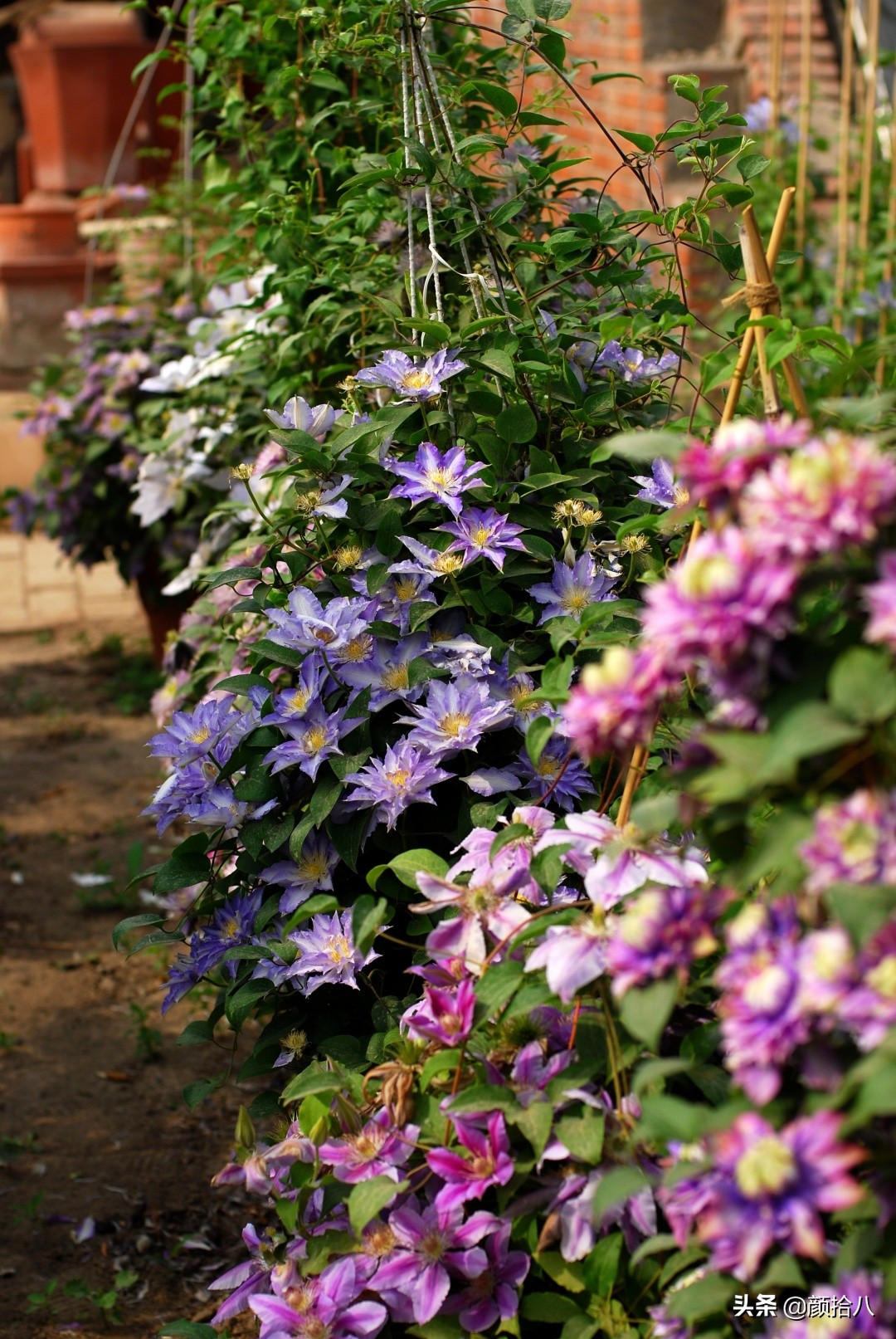 没有比利时花园游，来点比利时啤酒吧|随笔