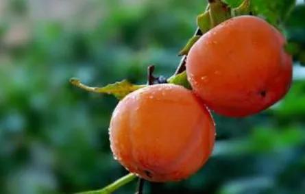 四季应季水果蔬菜,一年四季的时令蔬菜水果