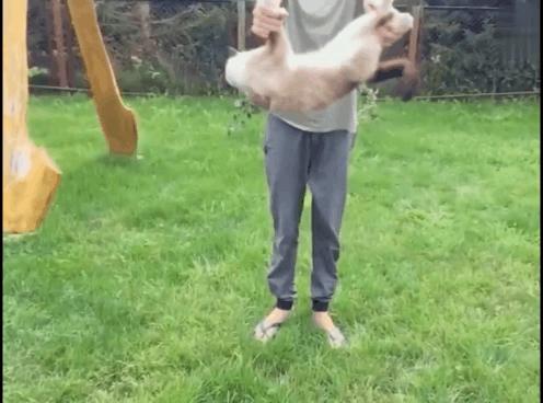 猫高处坠落摔死,猫从高处落下会摔死吗