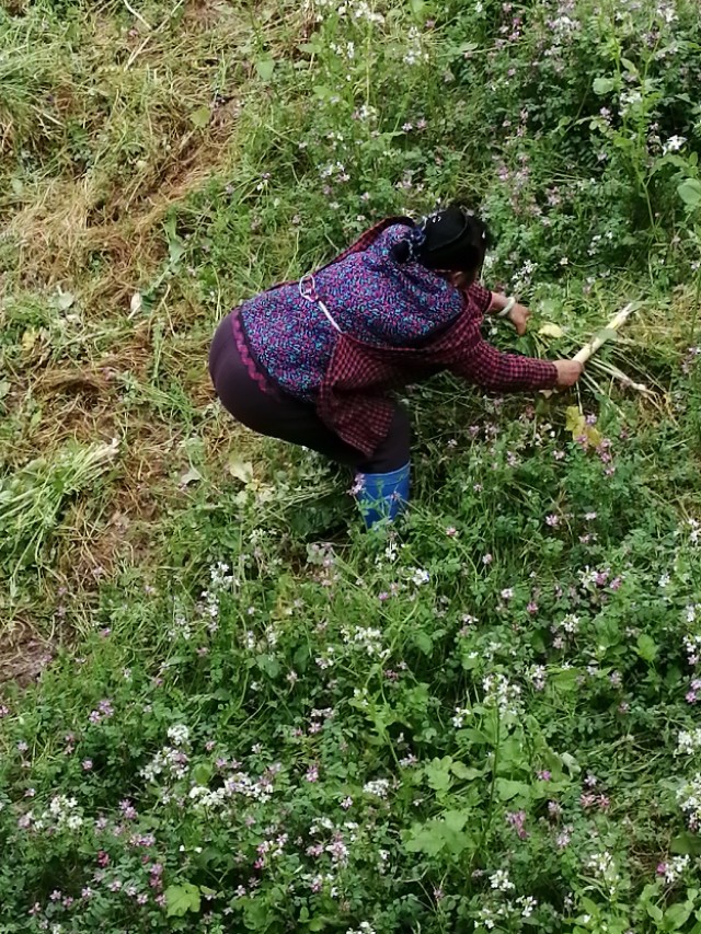 陌上花开,彩蝶翻飞,蜜蜂采蜜,这是一阙美丽的《蝶恋花》
