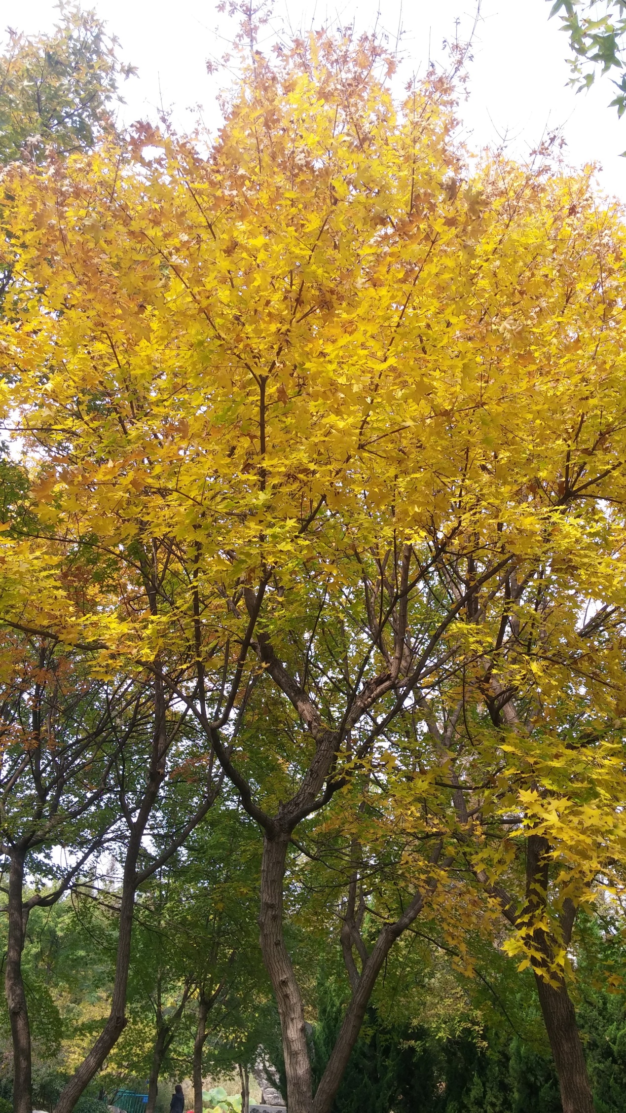 园林树木修剪的五种基本方法,园林树木修剪的正确方法