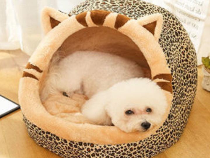 宠物狗感冒流鼻涕吃点什么药,小狗狗干鼻子流鼻涕怎么办