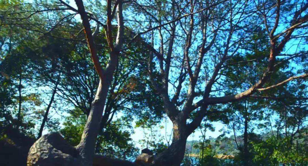 河源万绿湖特色,万绿湖别样的美