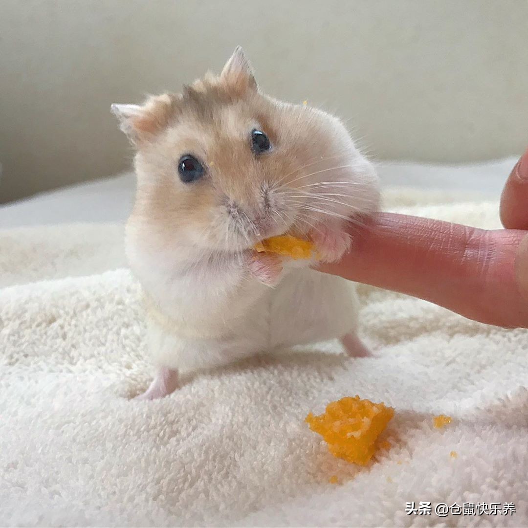 仓鼠也会挑食，不吃白菜改吃鼠粮后，鼠鼠表情萌化饲主