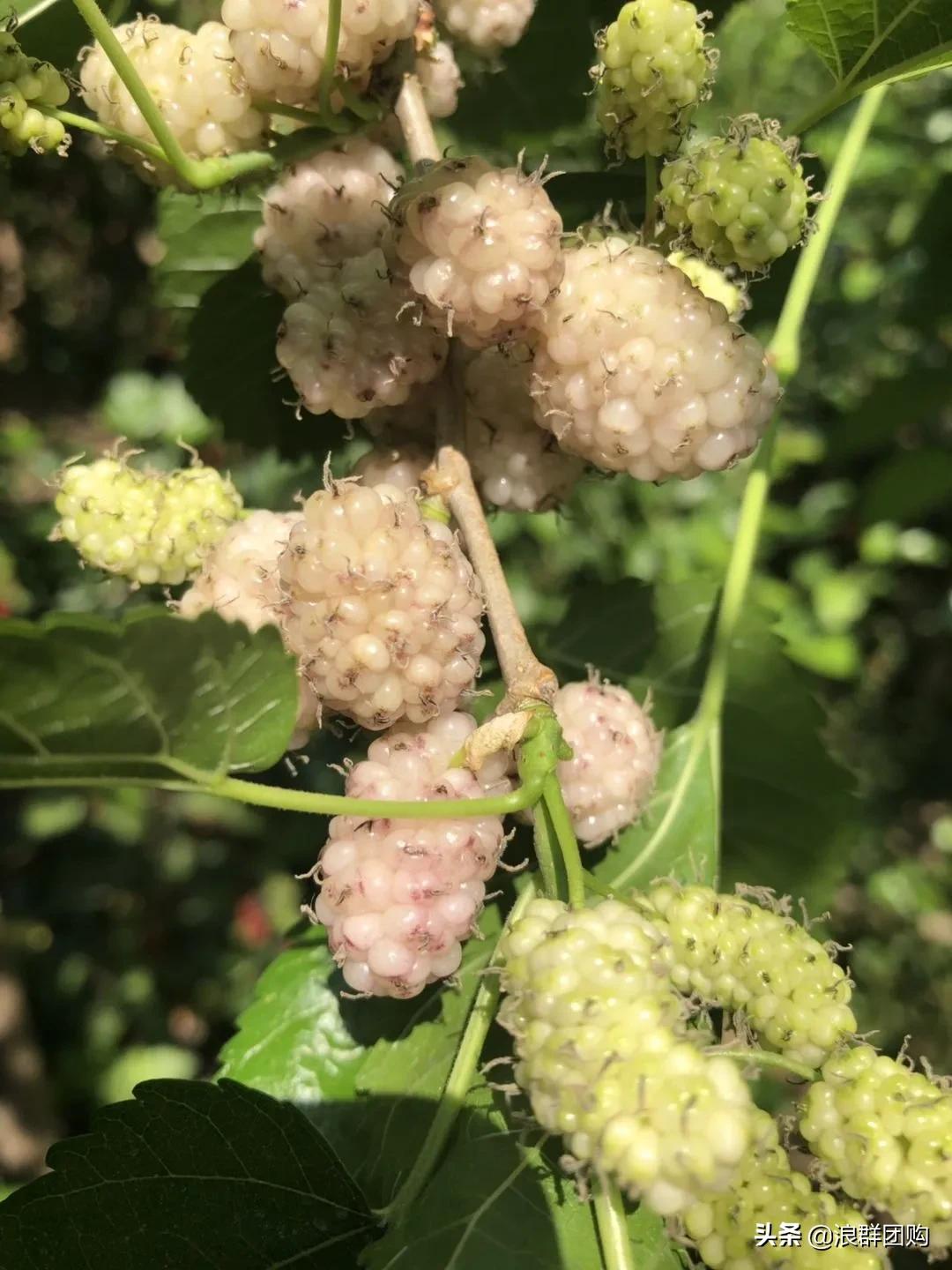 四季果桑有几个品种,新手种果桑哪个品种最好