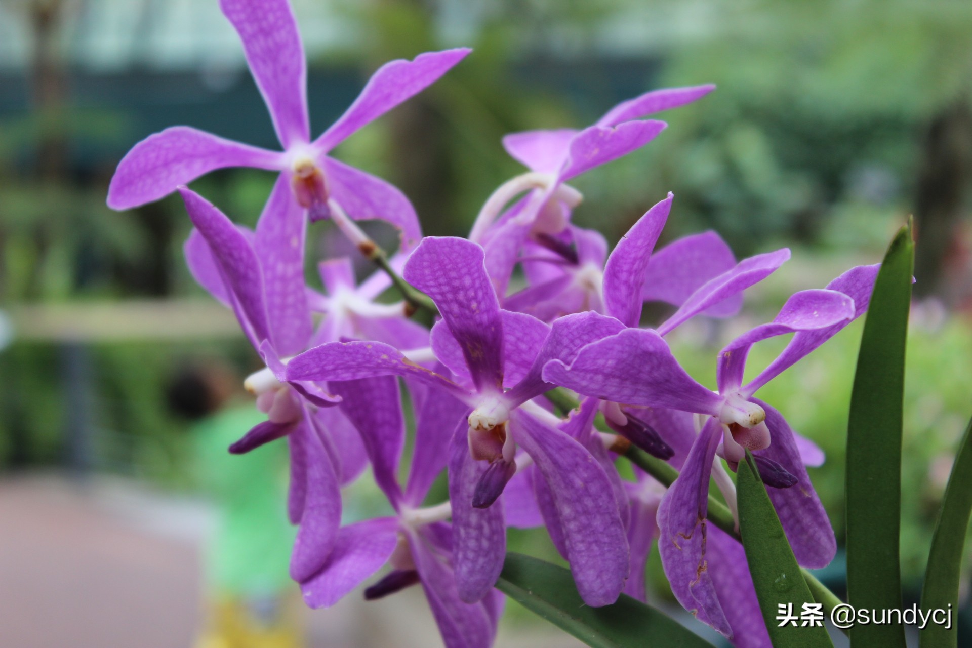 小奔奔,长安新能源奔奔自驾游西藏