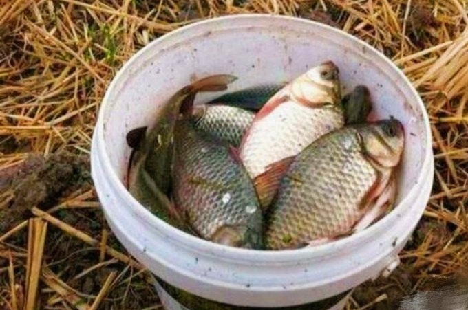 悄悄跟你说，蚯蚓钓鱼大有讲究，唯独这四个用法最关键，别外传