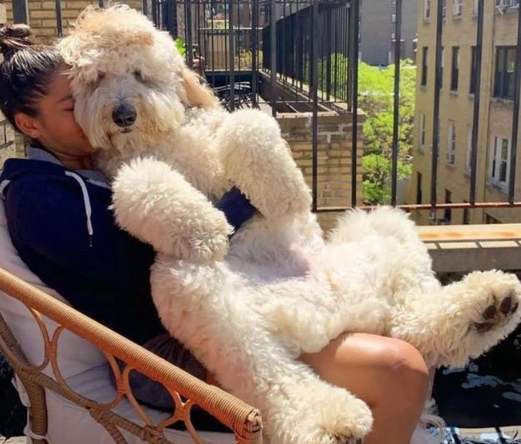 巨型贵宾犬毛色越来越淡怎么办,巨型贵宾犬为什么不建议养