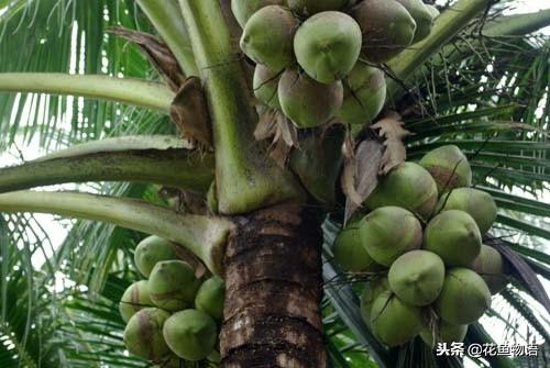 椰子树属于什么类植物,椰子树是热带还是亚热带植物