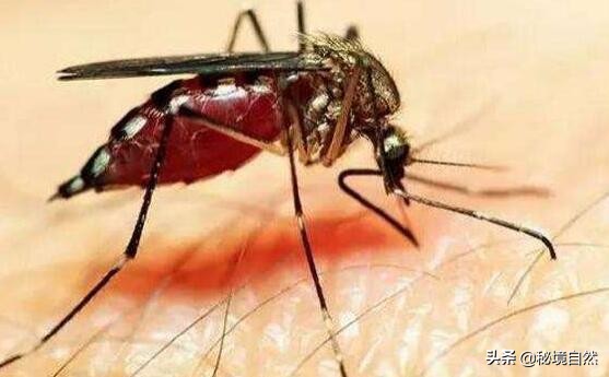 其实最毒的蚊子你被哪种蚊子咬过,被蚊子咬后如何判断是否是毒蚊子