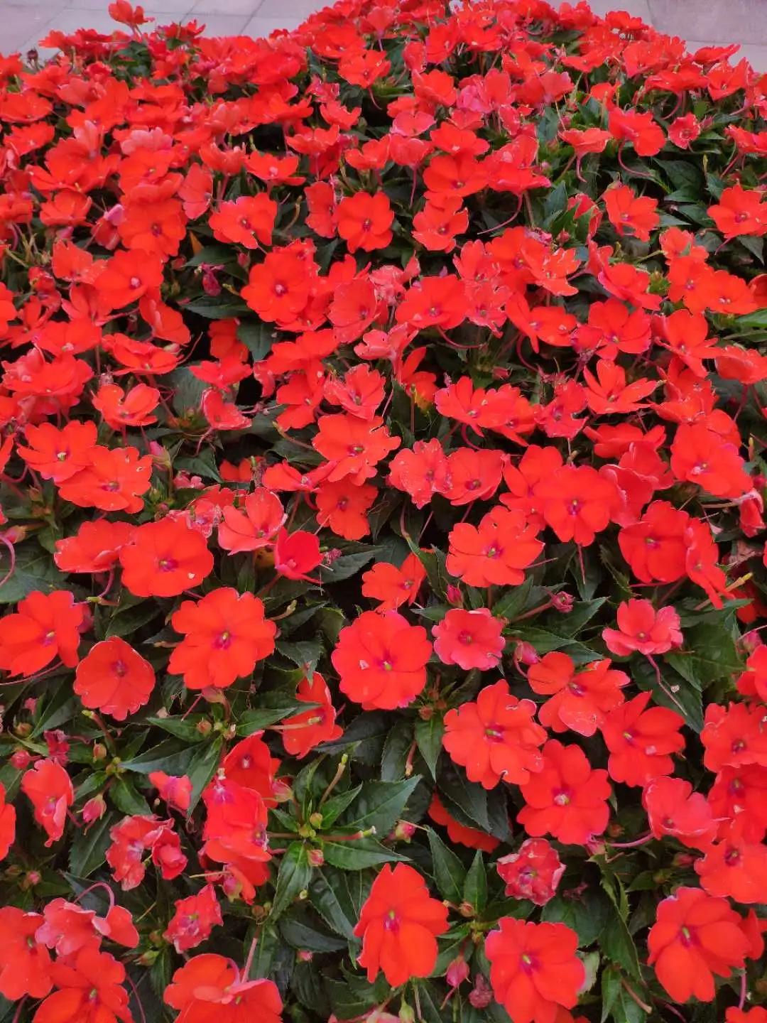 波斯菊孔雀草花海,波斯菊向日葵