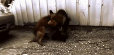 2027年人类会不会消失,2027年人类会消失吗