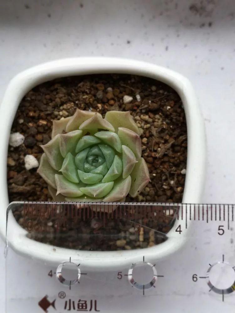 多肉一个月对比照,多肉30天前后对比图