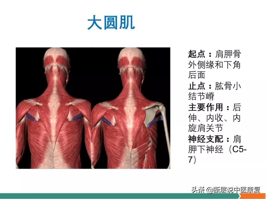 肩部肌肉解剖图详细图,肩部的16块肌肉分布图