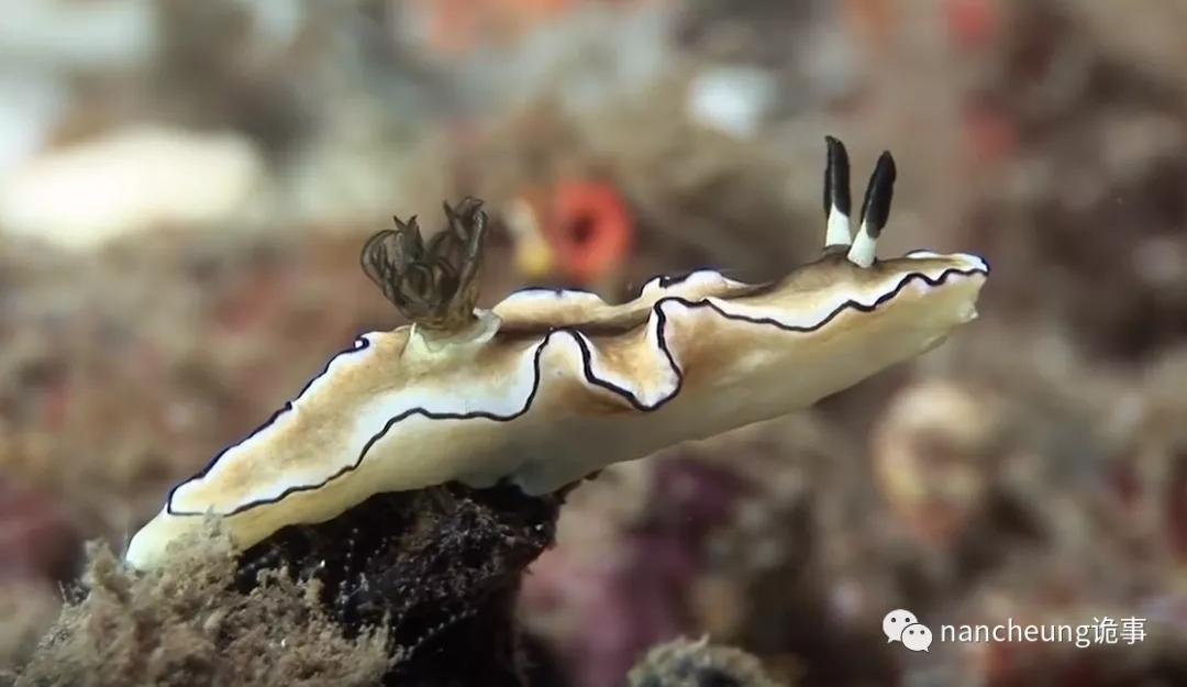 深海迷航第49天神秘生物,深海海底神秘的10种生物