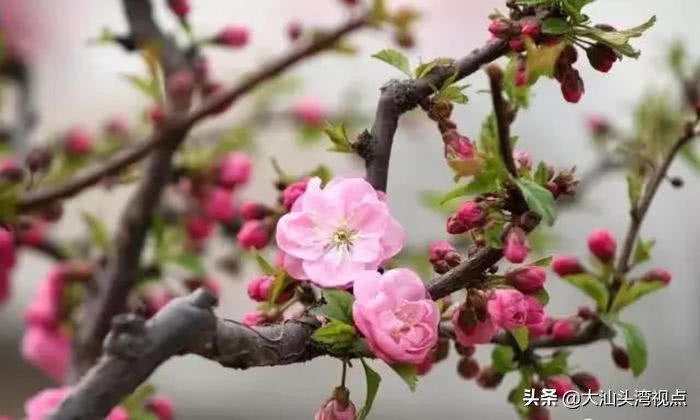 春花能做什么菜,潮汕春花做法大全