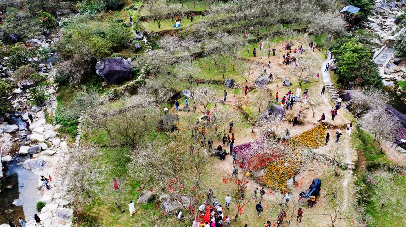 广东开平天露山梅花,广州新兴天露山梅花