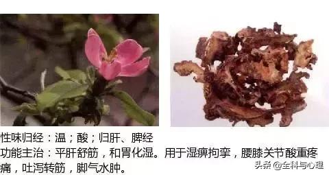 史上最全中草药图谱（附主治功效）（一）