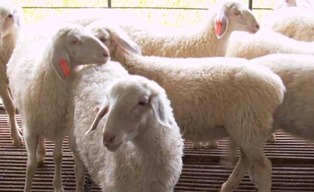 适合农村的养殖创业项目,农村养殖一万什么投资小回本快