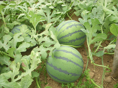 西瓜蔓枯病好治吗,西瓜蔓枯病的防治