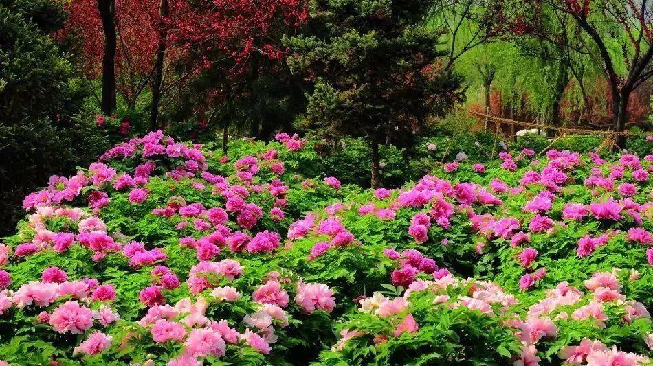 看到花的时候,不知是什么花?那就收下这份百花图谱