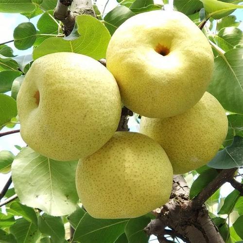 增强人体免疫力的10种最佳水果,5种水果保护心脏血压提高免疫力