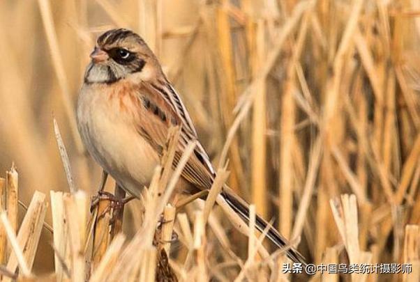 红颈苇鹀,鹀科鸟类有哪几种